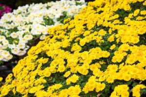 供花とは？献花や仏花との違い、手配方法や金額相場、芳名名札の書き方とマナーについて徹底解説！