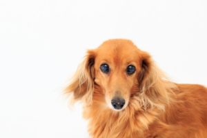 老犬終活とは？老犬ホームで介護や医療など考えること