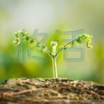 宮崎市のおひとりさまの終活｜自治体サポートで安心して準備する方法