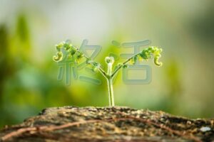 宮崎市のおひとりさまの終活｜自治体サポートで安心して準備する方法