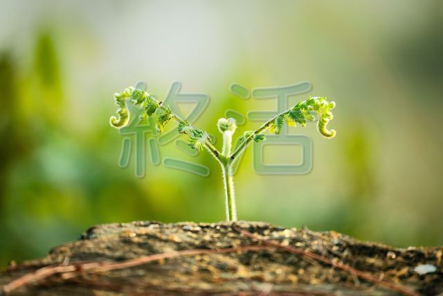 宮崎市のおひとりさまの終活｜自治体サポートで安心して準備する方法