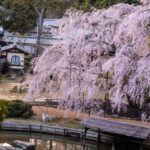 おひとりさまの終活と自治体のサポート｜岡山市が用意している支援サービス完全ガイド
