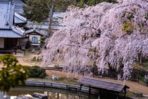 おひとりさまの終活と自治体のサポート｜岡山市が用意している支援サービス完全ガイド